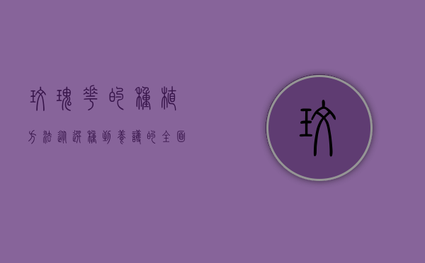 玫瑰花的种植方法，从选种到养护的全面指南