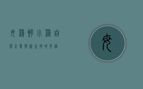 母鸡孵小鸡，自然之爱与新生命的奇迹