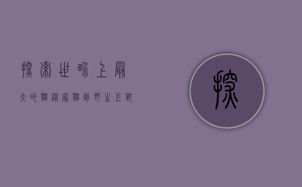 探索世界上最大的猫，从家猫到野生巨兽