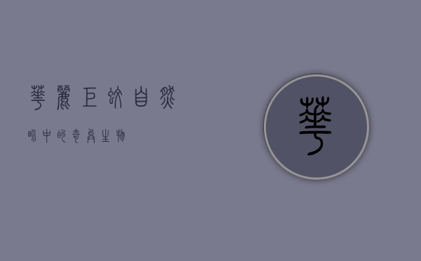 华丽巨蚊，自然界中的奇异生物