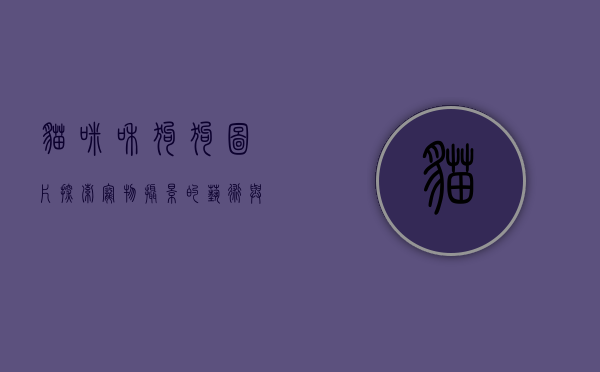 猫咪和狗狗图片,探索宠物摄影的艺术与情感 猫咪和狗狗图片,探索宠物摄影的艺术与情感