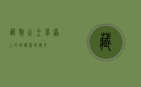 藏獒之王，草原上的守护神与传奇
