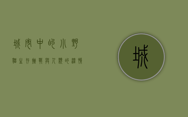 城市中的小野猫，生存、挑战与人类的温情