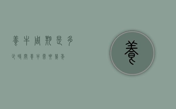 养牛周期是多少时间（养牛需要几年）