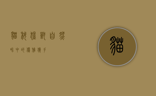 猫科猛兽，自然界中的优雅猎手