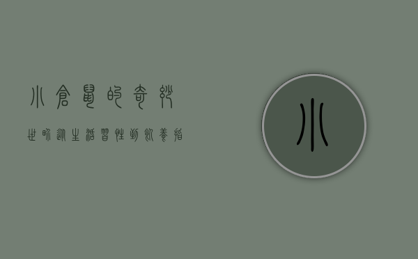 小仓鼠的奇妙世界，从生活习性到饲养指南