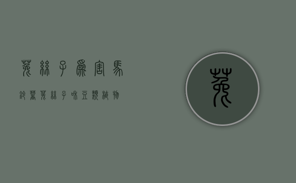 菟丝子为害马铃薯（菟丝子和豆类植物）
