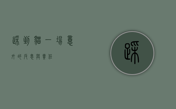 踩到猫，一场意外的反思与责任