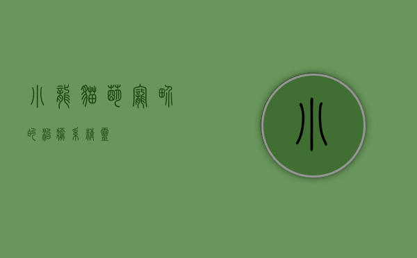 小龙猫，萌宠界的治愈系精灵