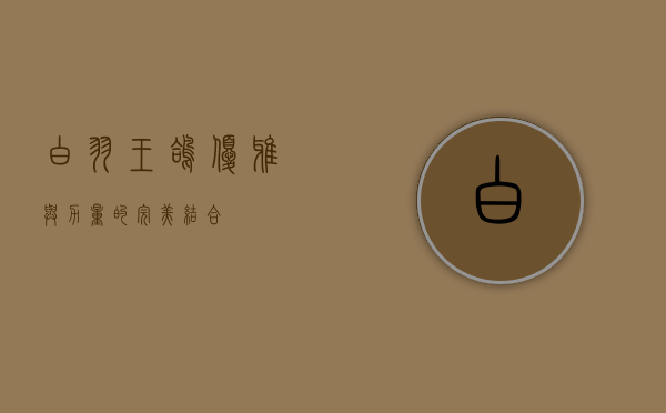 白羽王鸽，优雅与力量的完美结合