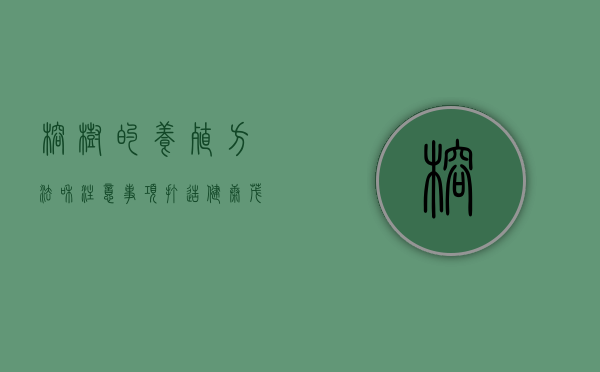 榕树的养殖方法和注意事项，打造健康茂盛的室内绿植