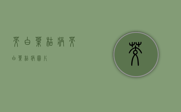 茭白叶枯病（茭白叶枯病图片）