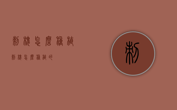 刺槐怎么种植（刺槐怎么种植的）