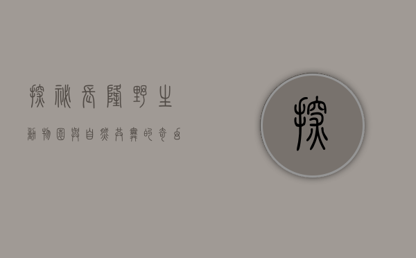 探秘长隆野生动物园，与自然共舞的奇幻之旅
