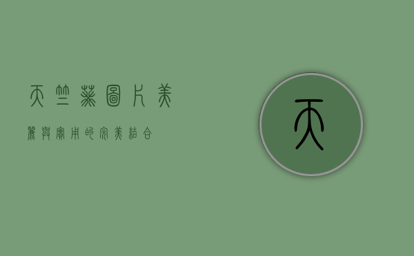 天竺葵图片，美丽与实用的完美结合