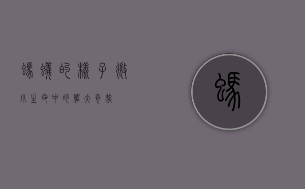 蚂蚁的样子，微小生命中的伟大奇迹