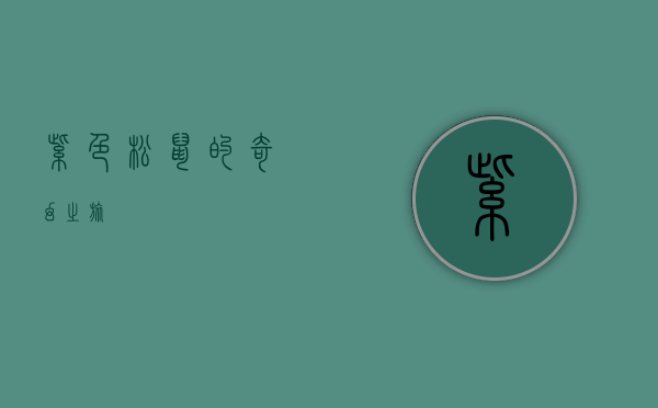 紫色松鼠的奇幻之旅