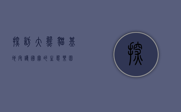 探访大熊猫基地，守护国宝的生态乐园