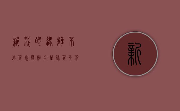 新栽的绿篱不出叶怎么办（全是绿叶子不开花的盆栽）