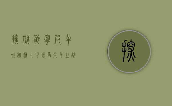 探秘海宁皮革城，从图片中感受皮革之都的魅力